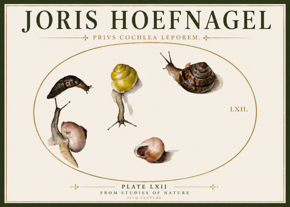 Joris Hoefnagel Privs Cochlea Leporem. No6 - Poszter
