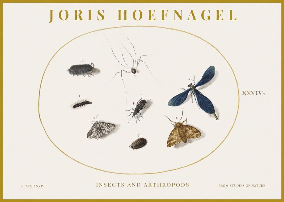 Joris Hoefnagel Insects and Arthropods No1 - Poszter