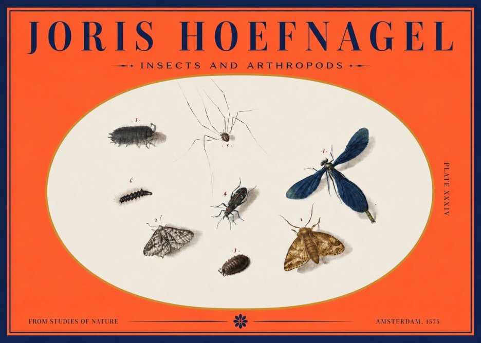 Joris Hoefnagel Insects and Arthropods No3 - Poszter