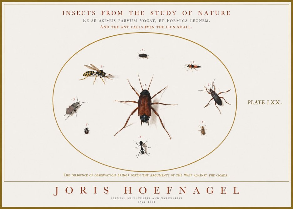 Joris Hoefnagel Insects from the Study of Nature No1 - Poszter