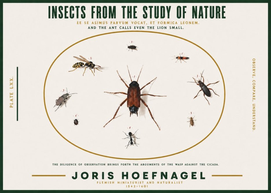 Joris Hoefnagel Insects from the Study of Nature No2 - Poszter