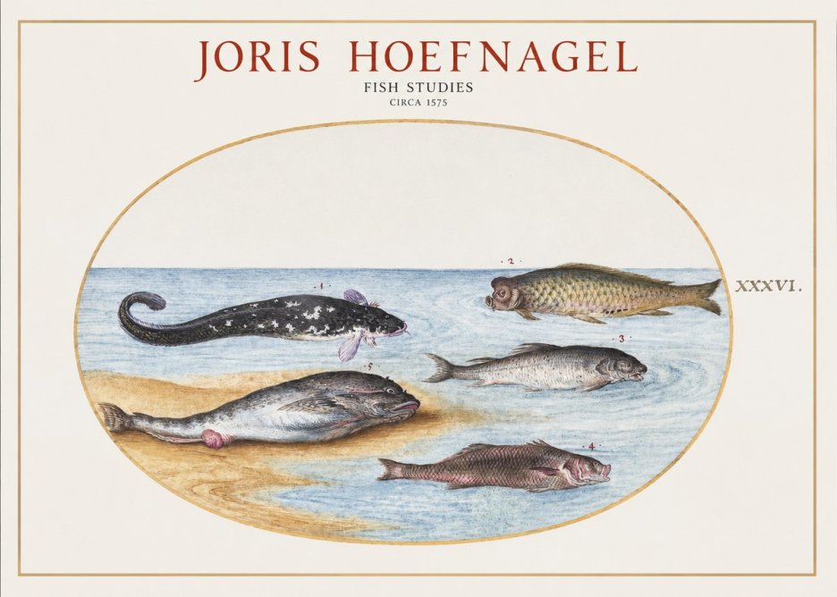 Joris Hoefnagel Fish Studies No1 - Poszter