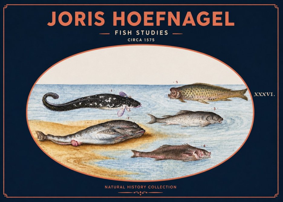Joris Hoefnagel Fish Studies No2 - Poszter