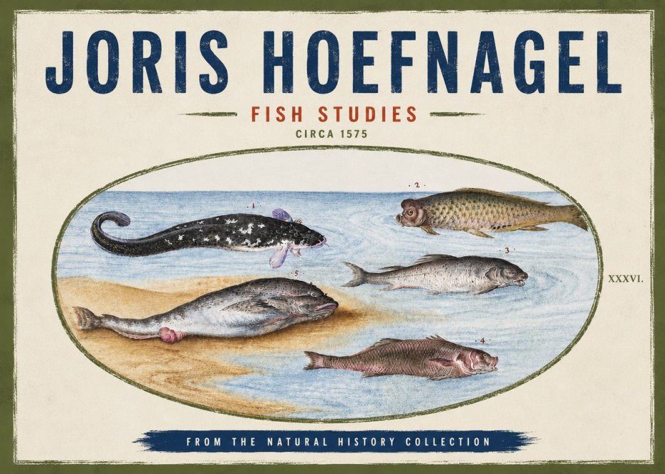 Joris Hoefnagel Fish Studies No4 - Poszter