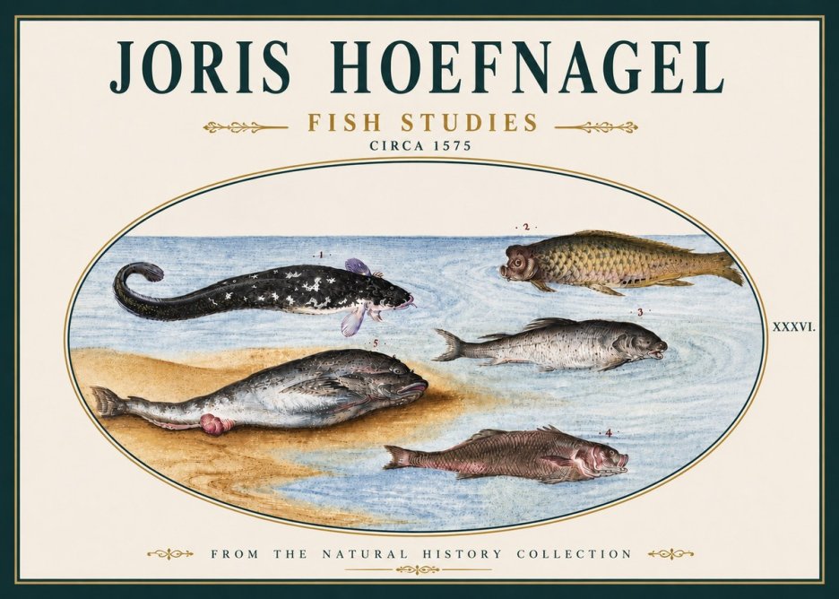 Joris Hoefnagel Fish Studies No5 - Poszter