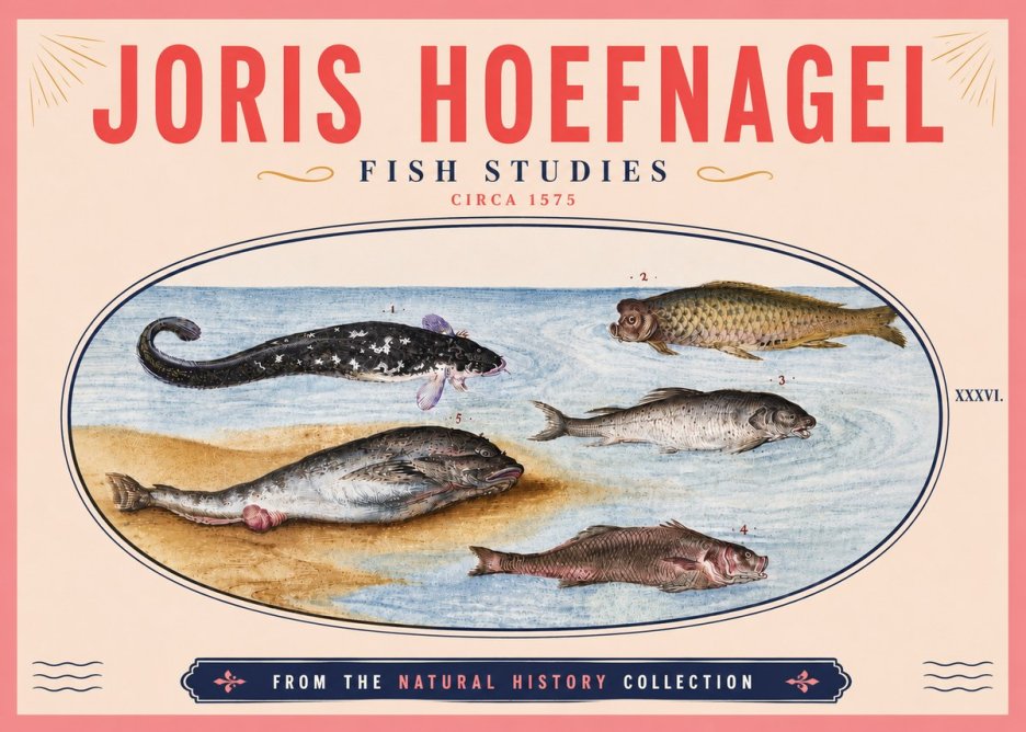 Joris Hoefnagel Fish Studies No6 - Poszter