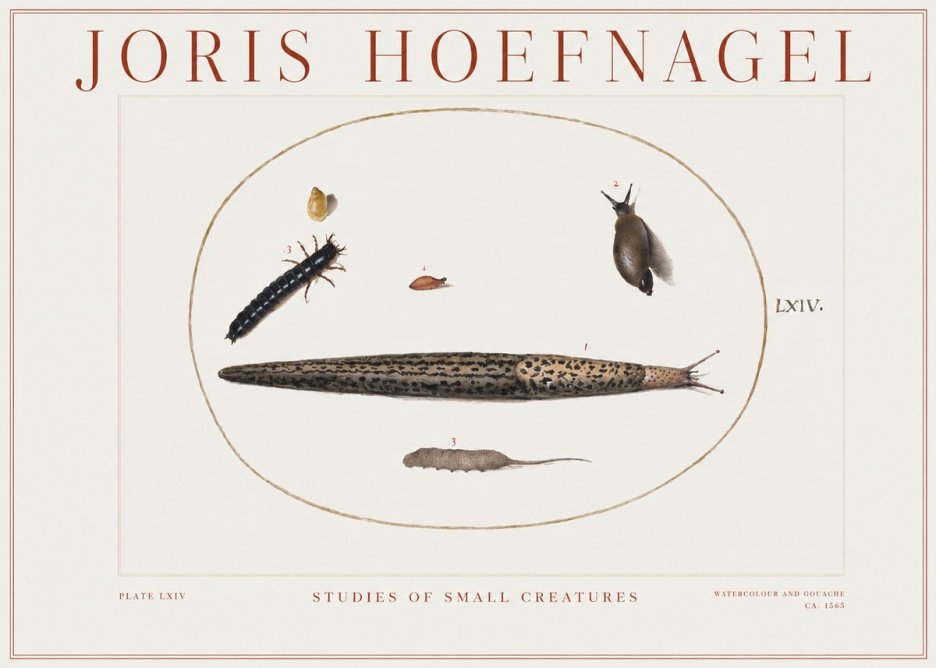 Joris Hoefnagel Plate Lxiv No2 - Poszter