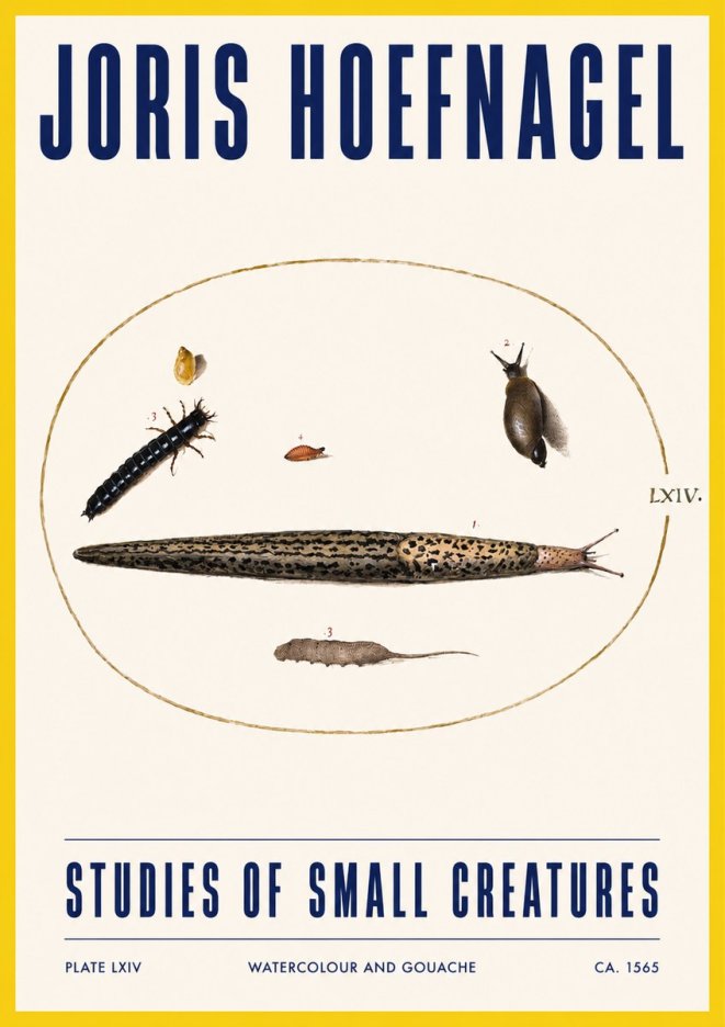 Joris Hoefnagel Plate Lxiv No3 - Poszter