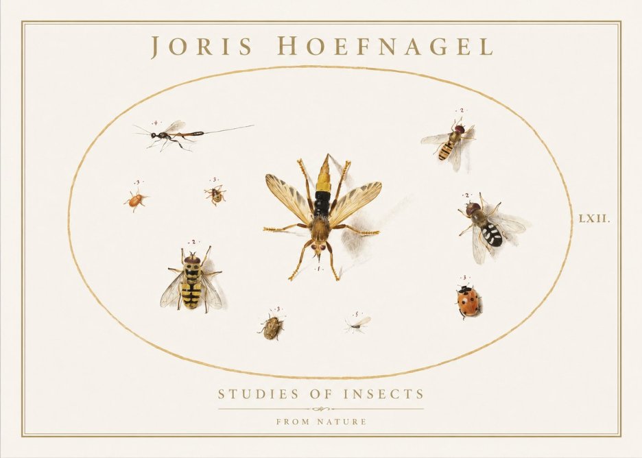 Joris Hoefnagel Studies of Insects IV No1 - Poszter