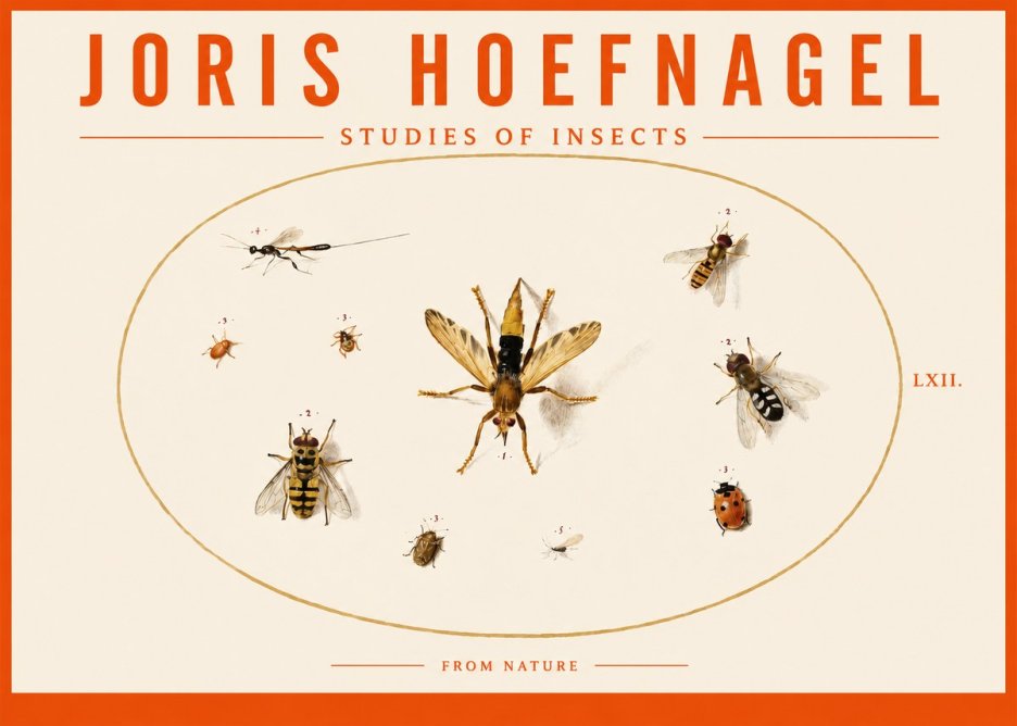 Joris Hoefnagel Studies of Insects IV No3 - Poszter