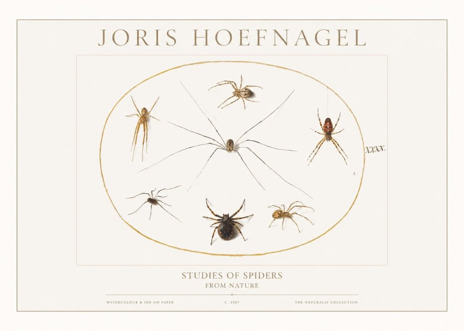 Joris Hoefnagel Studies of Spiders from Nature No1 - Poszter