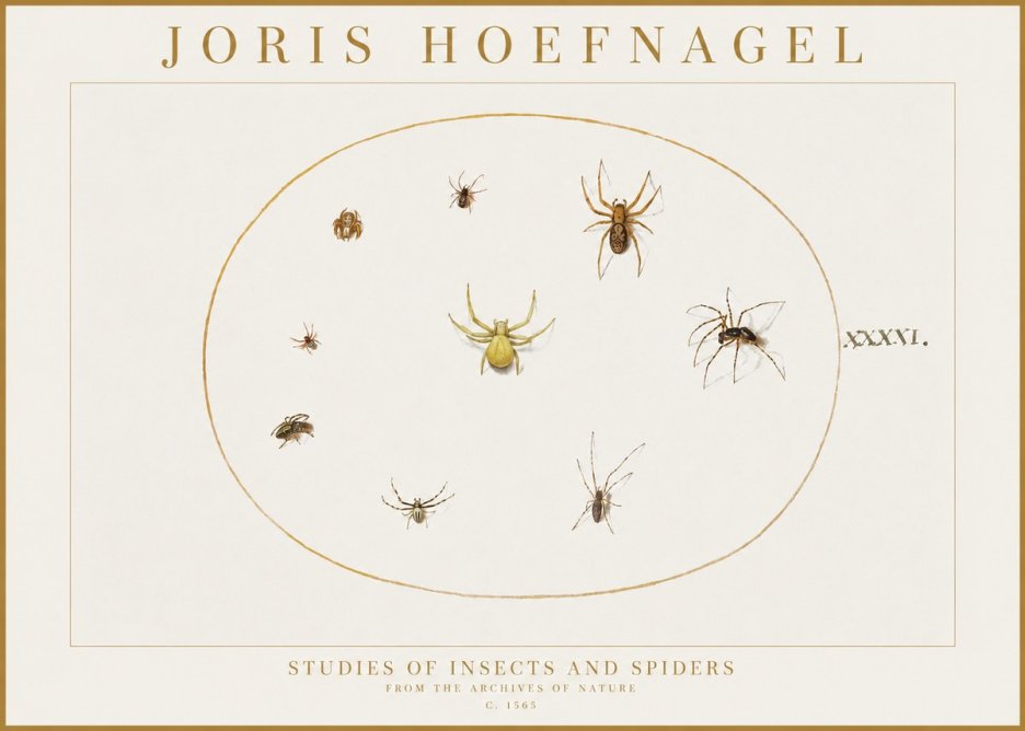 Joris Hoefnagel Studies of Insects and Spiders No1 - Poszter