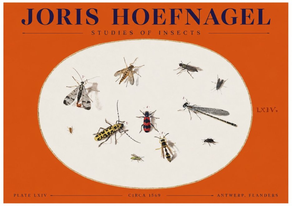 Joris Hoefnagel Studies of Insects - Plate Lxiv No2 - Poszter