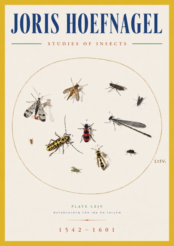 Joris Hoefnagel Studies of Insects - Plate Lxiv No5 - Poszter