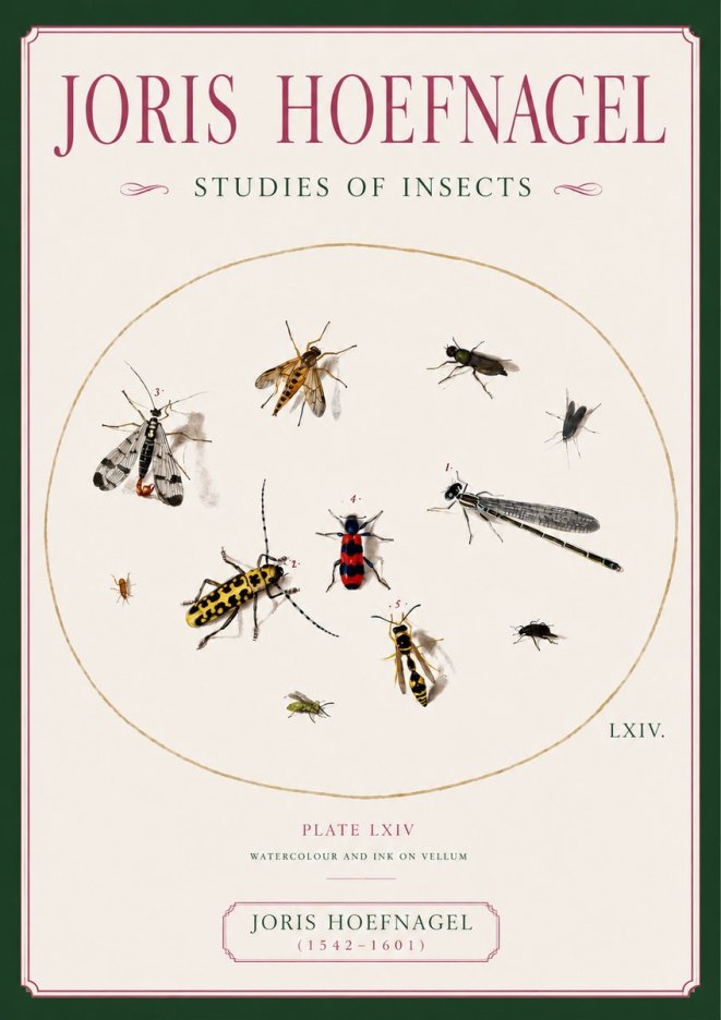 Joris Hoefnagel Studies of Insects - Plate Lxiv No6 - Poszter