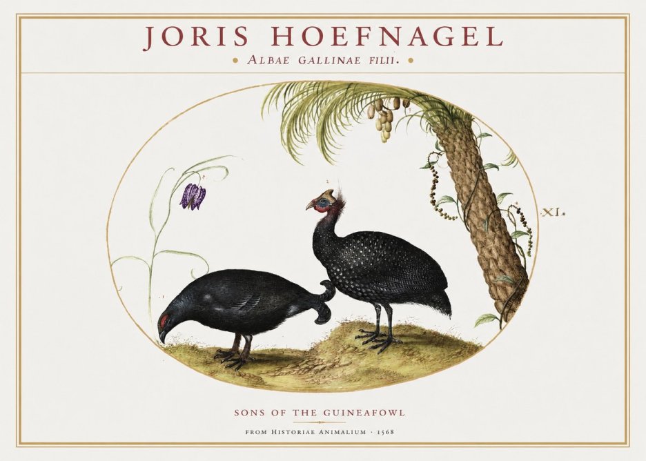 Joris Hoefnagel Albae Gallinae Filii. No2 - Poszter