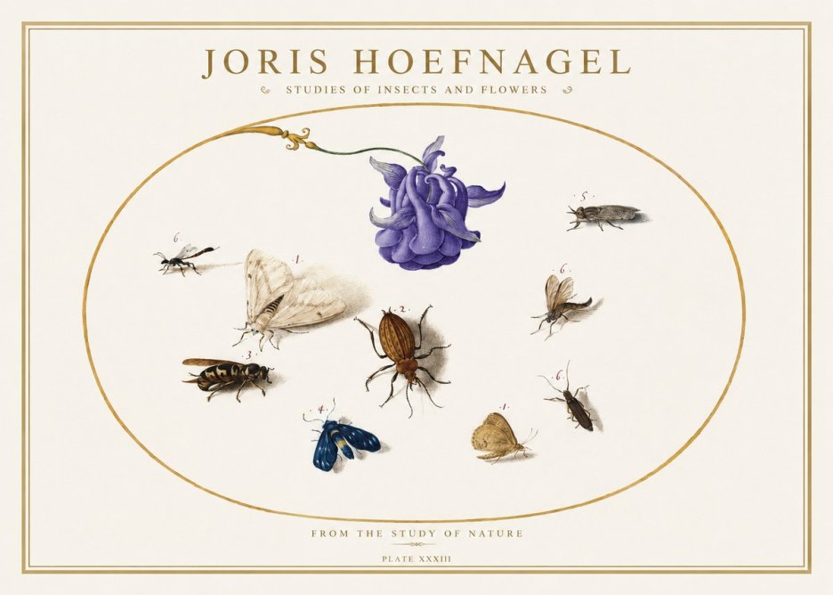 Joris Hoefnagel Studies of Insects and Flowers No5 - Poszter