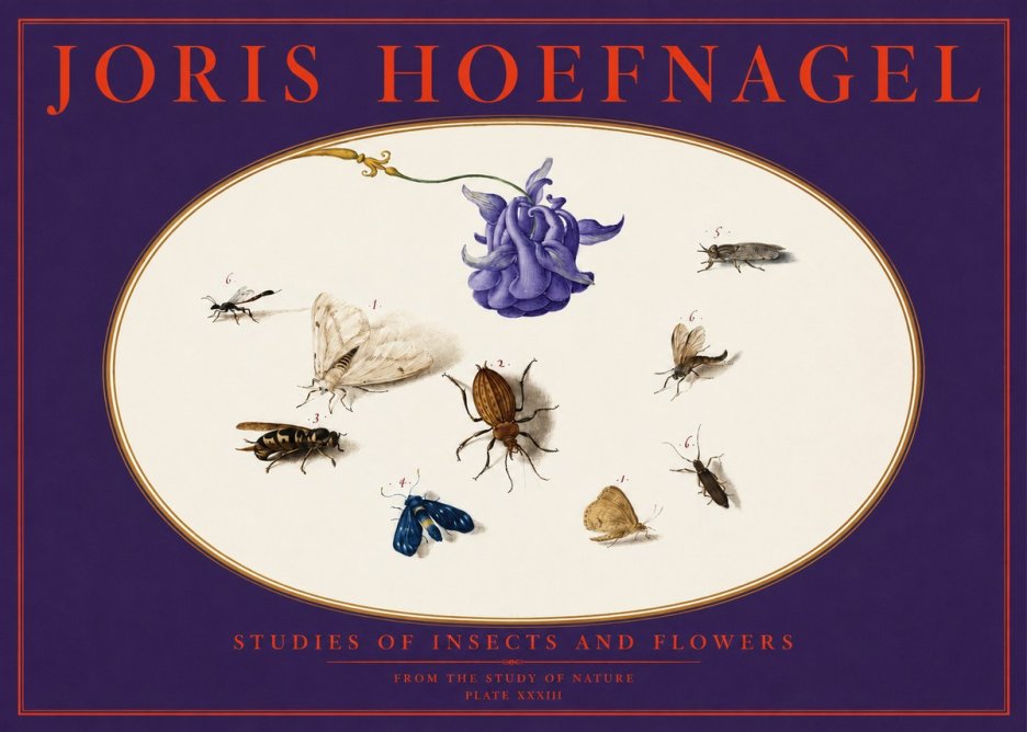 Joris Hoefnagel Studies of Insects and Flowers No6 - Poszter