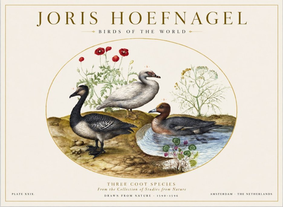 Joris Hoefnagel Three Coot Species No1 - Poszter