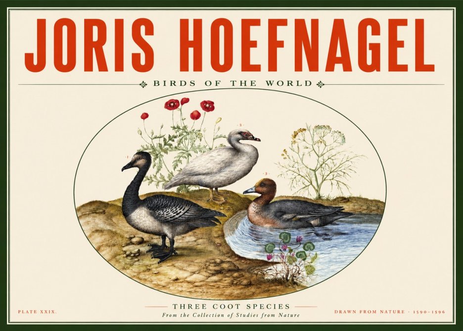Joris Hoefnagel Three Coot Species No2 - Poszter