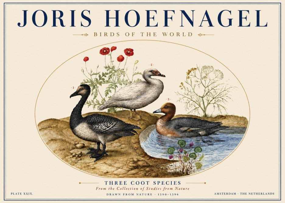 Joris Hoefnagel Three Coot Species No5 - Poszter