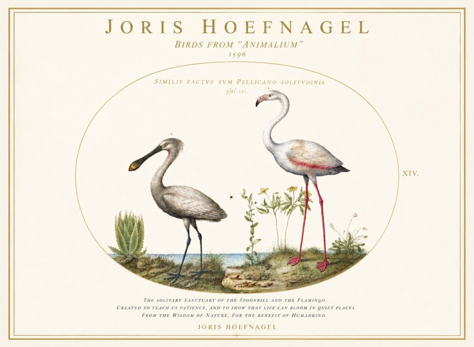 Joris Hoefnagel The Solitary Sanctuary of the Spoonbill and the Flamingo No1 - Poszter