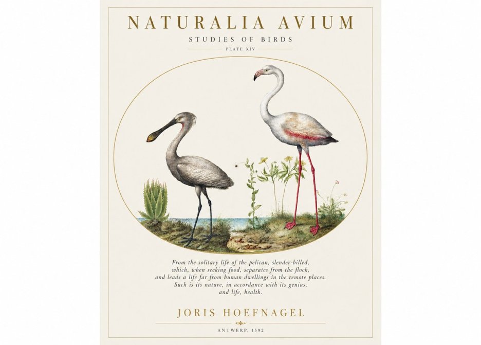 Joris Hoefnagel The Solitary Sanctuary of the Spoonbill and the Flamingo No2 - Poszter