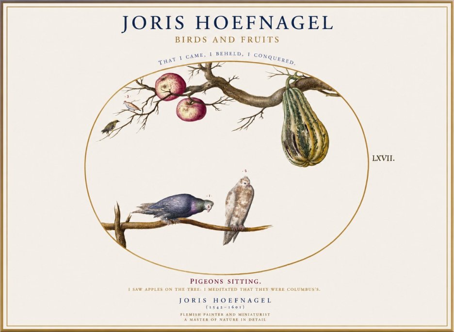 Joris Hoefnagel Pigeons Sitting. No1 - Poszter