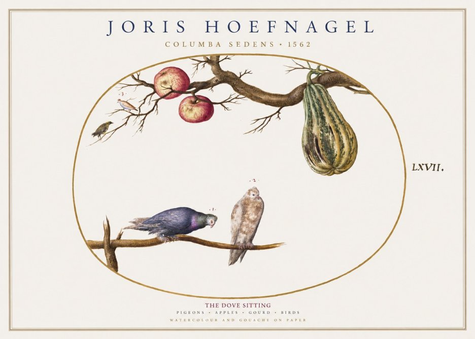 Joris Hoefnagel Pigeons Sitting. No2 - Poszter