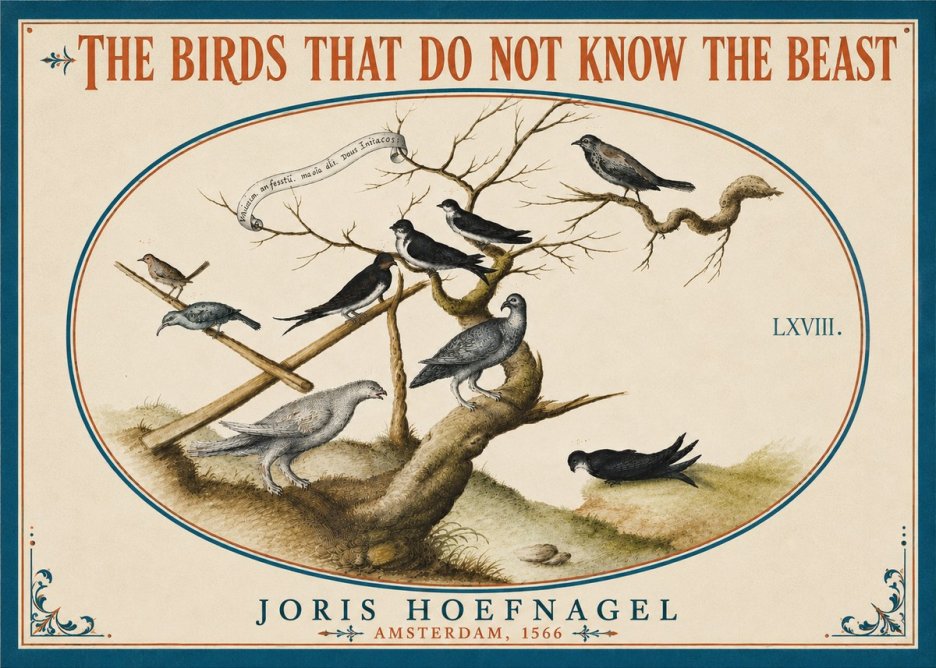 Joris Hoefnagel Birds Study No6 - Poszter