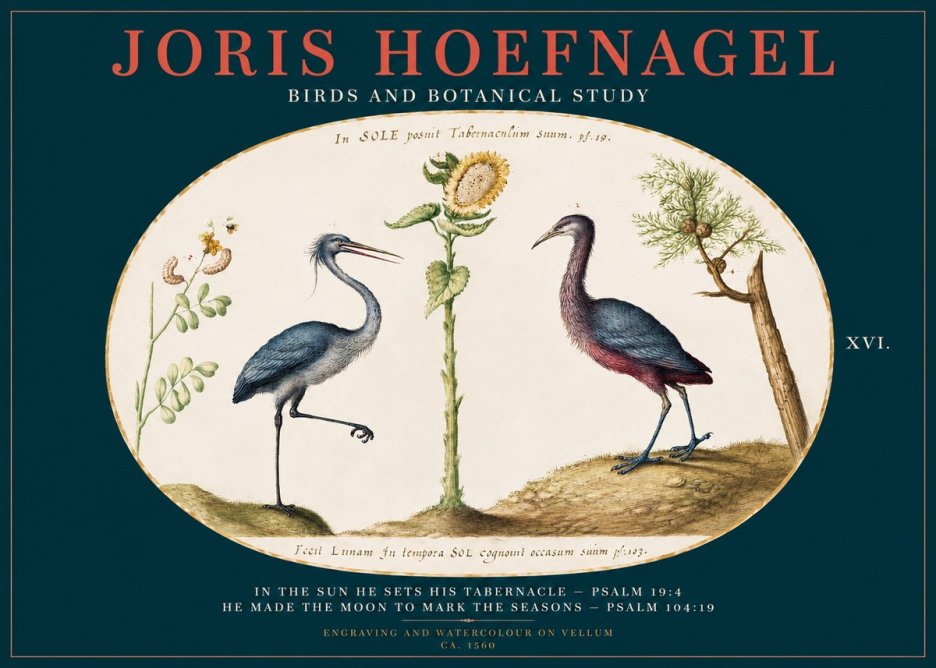 Joris Hoefnagel Birds and Plants Under the Sun No3 - Poszter