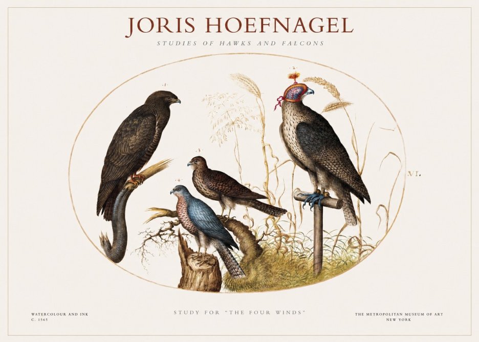 Joris Hoefnagel Studies of Hawks and Falcons No1 - Poszter