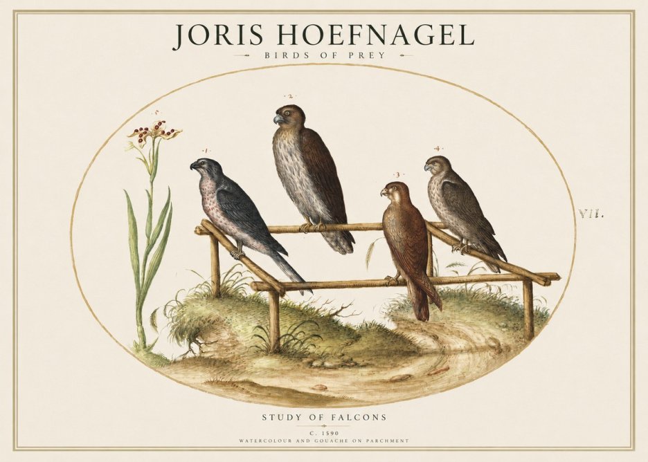 Joris Hoefnagel Study of Falcons No1 - Poszter