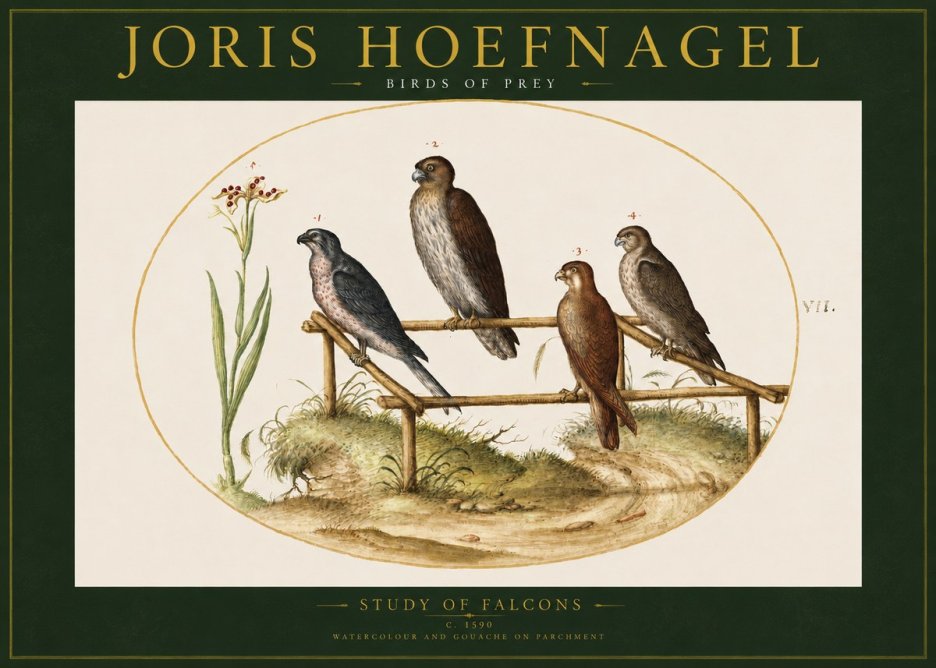Joris Hoefnagel Study of Falcons No2 - Poszter