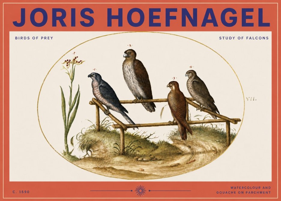 Joris Hoefnagel Study of Falcons No3 - Poszter