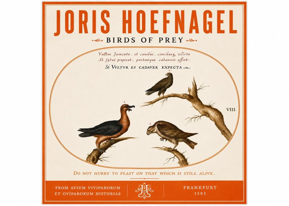 Joris Hoefnagel Birds of Prey No6 - Poszter