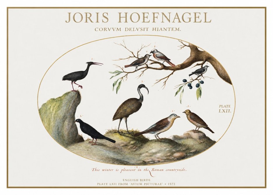 Joris Hoefnagel English Birds Plate Lxii No1 - Poszter