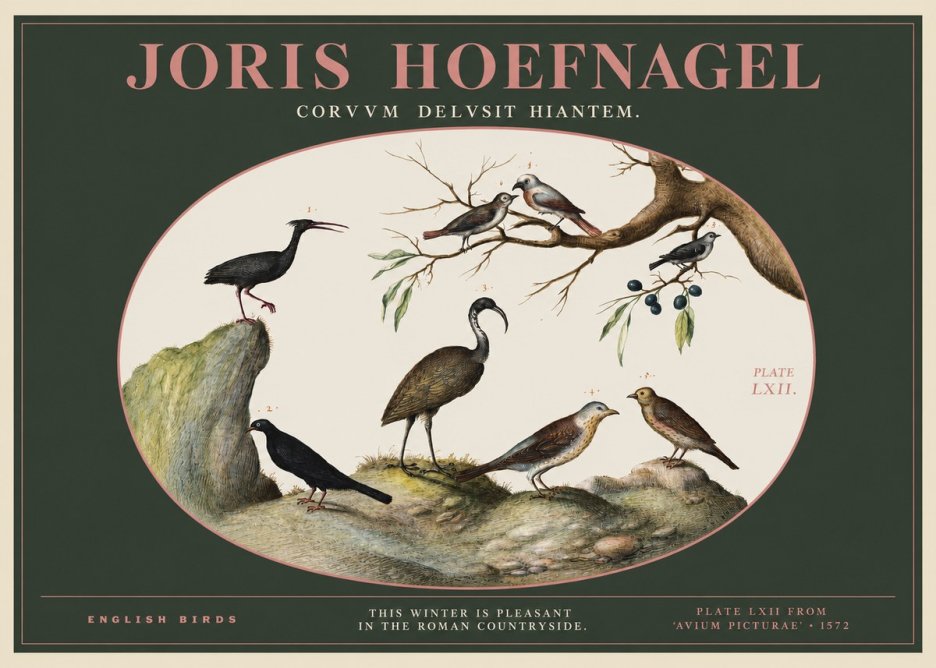 Joris Hoefnagel English Birds Plate Lxii No2 - Poszter