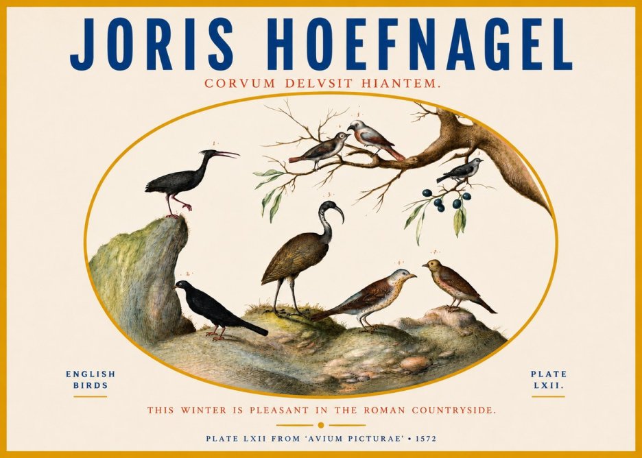 Joris Hoefnagel English Birds Plate Lxii No3 - Poszter