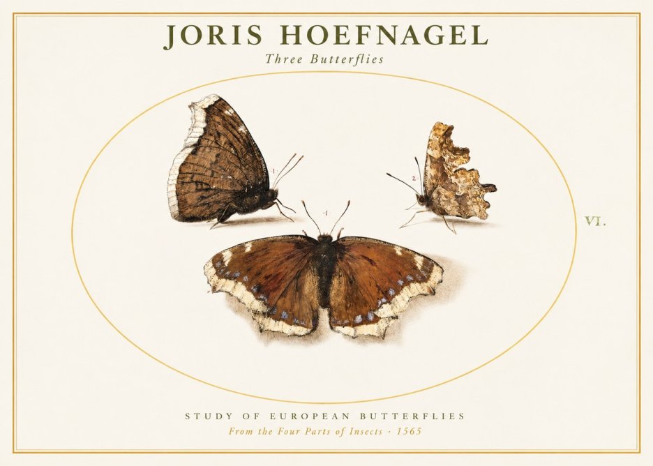 Joris Hoefnagel Three Butterflies I No1 - Poszter
