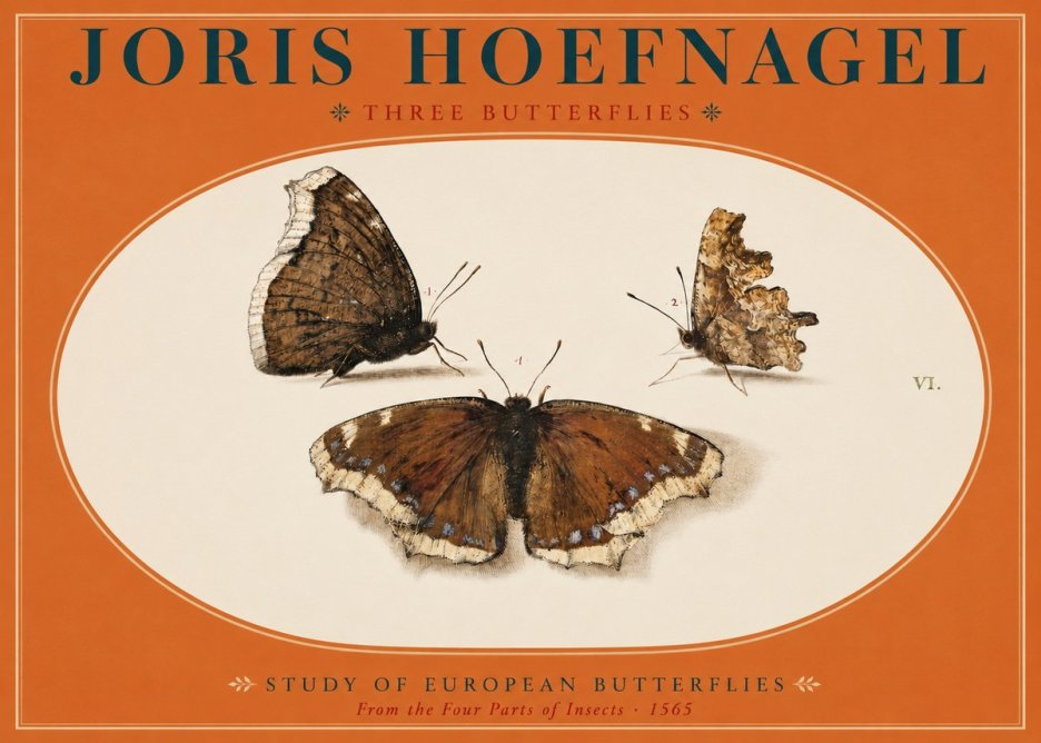 Joris Hoefnagel Three Butterflies I No2 - Poszter