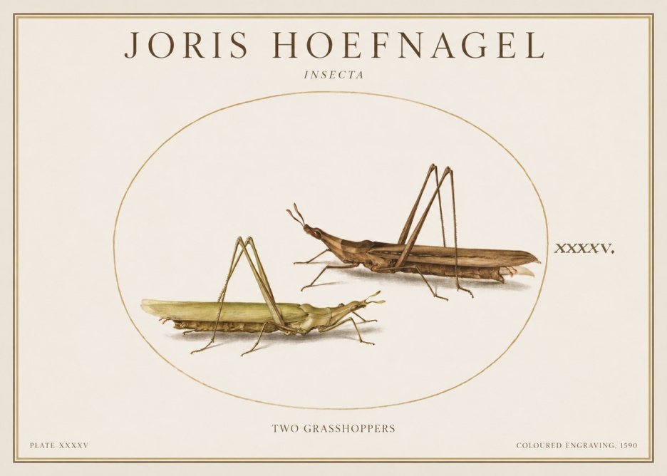 Joris Hoefnagel Two Grasshoppers No1 - Poszter