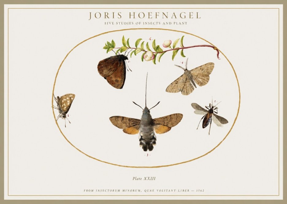 Joris Hoefnagel Five Studies of Insects and Plant No1 - Poszter
