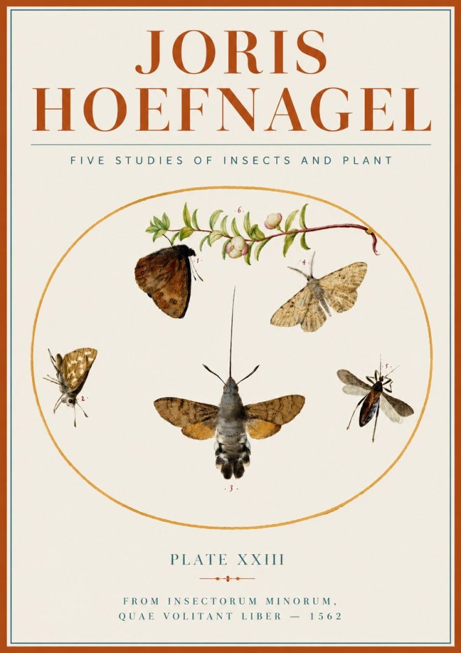 Joris Hoefnagel Five Studies of Insects and Plant No4 - Poszter