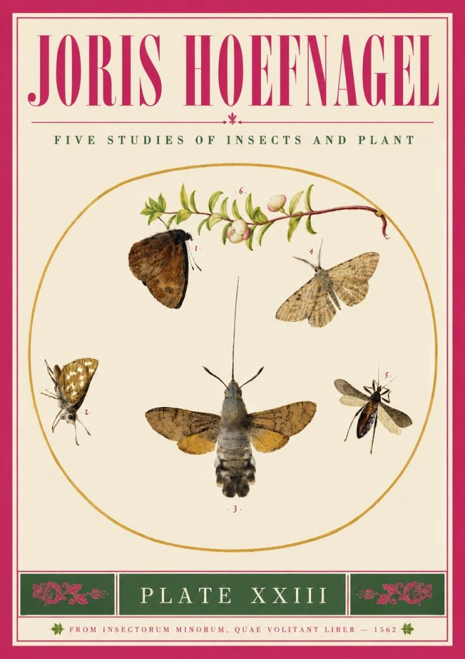 Joris Hoefnagel Five Studies of Insects and Plant No5 - Poszter