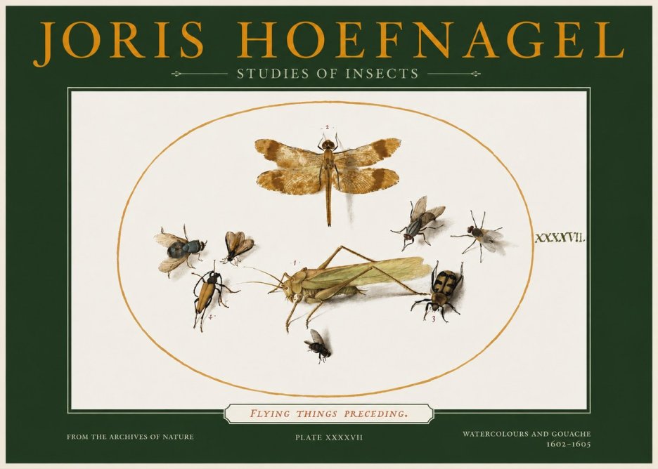 Joris Hoefnagel Flying Things Preceding. No2 - Poszter
