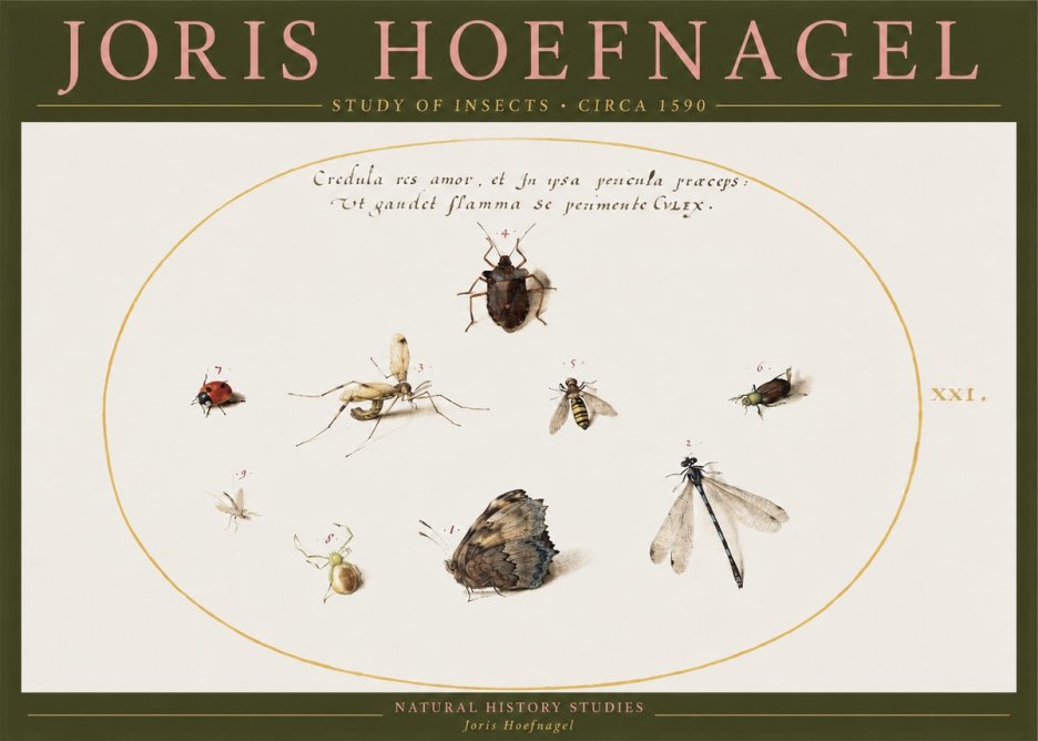 Joris Hoefnagel Study of Insects • Circa 1590 No2 - Poszter