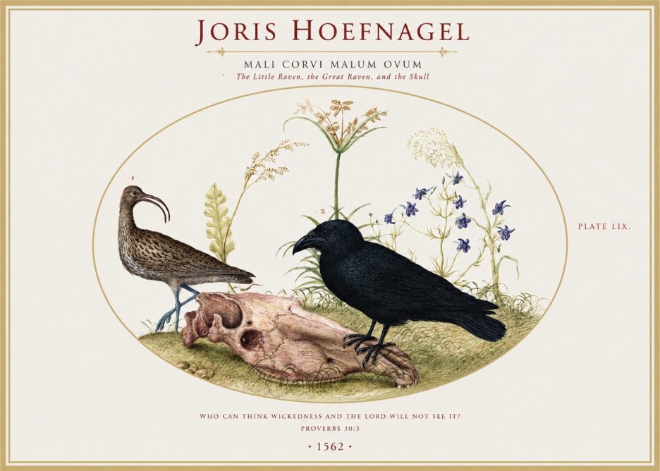 Joris Hoefnagel The Little Raven, the Great Raven, and the Skull No1 - Poszter
