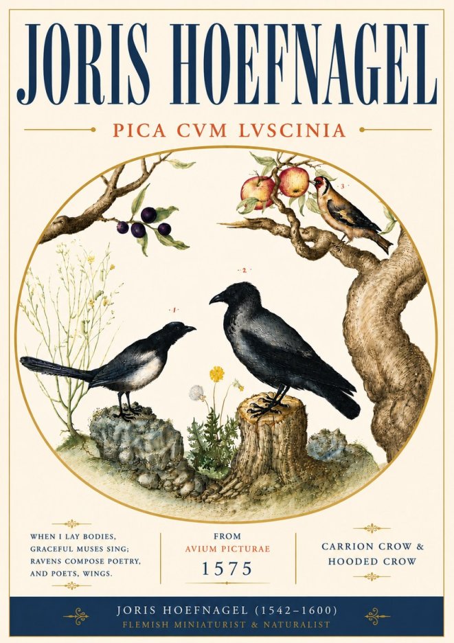 Joris Hoefnagel Carrion Crow & Hooded Crow No6 - Poszter