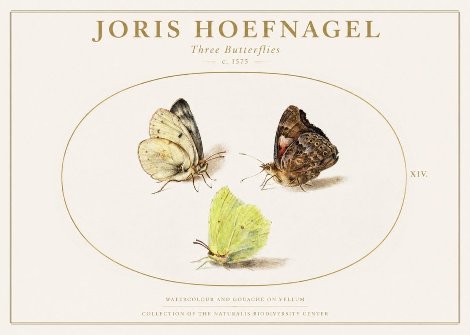 Joris Hoefnagel Three Butterflies II No1 - Poszter
